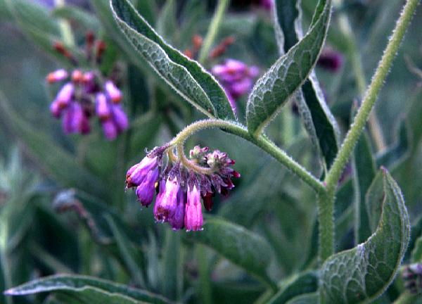 Wild Essex: borage family