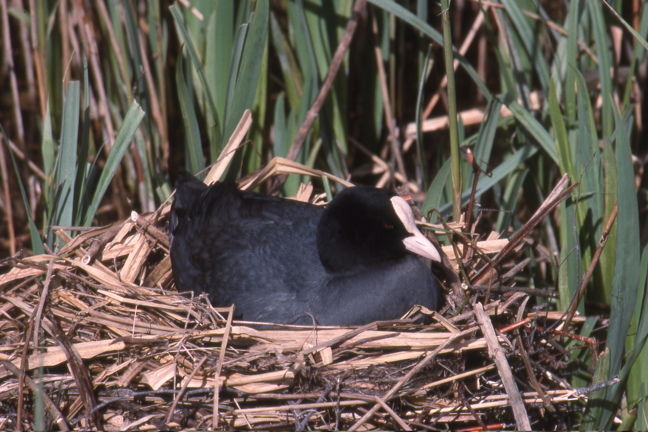 Wild Essex species: coot