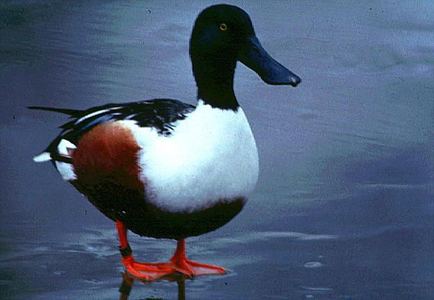 Wild Essex species: shoveler