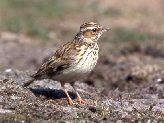 Wild Essex species: woodlark