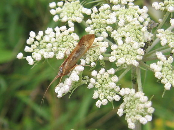 Wild Essex species: caddisfly