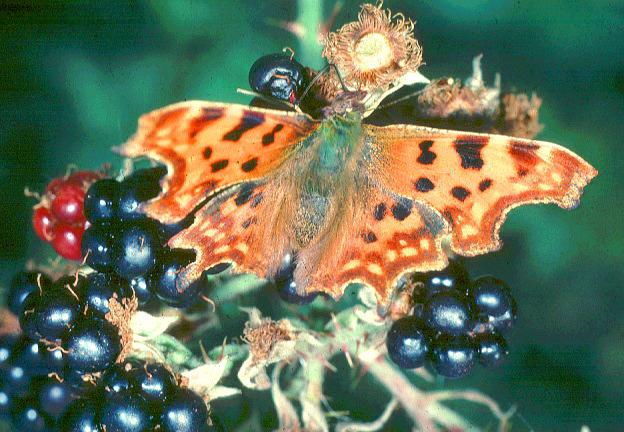 Wild Essex species: comma