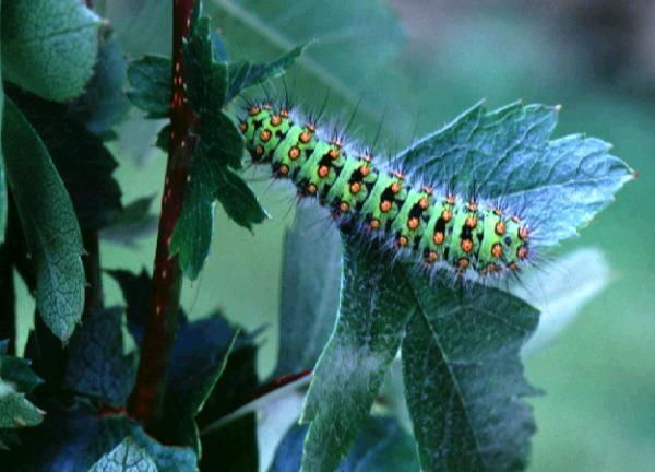 Wild Essex species: emperor moth