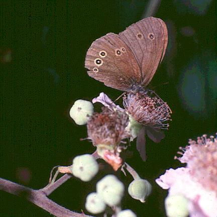 Wild Essex species: ringlet
