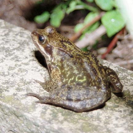Wild Essex species: common frog
