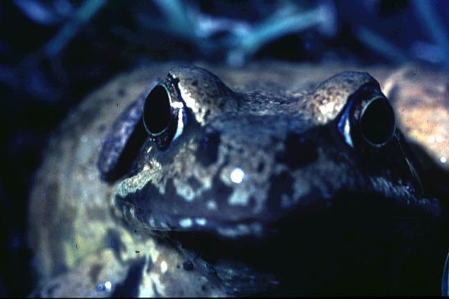 Wild Essex species: common frog