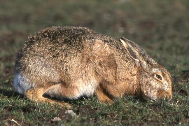 Wild Essex species: rabbit