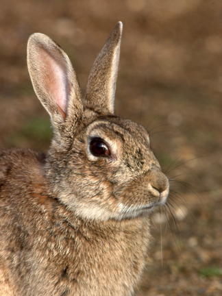 Wild Essex species: rabbit