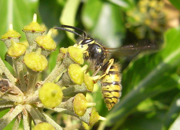 Wild Essex species: ivy