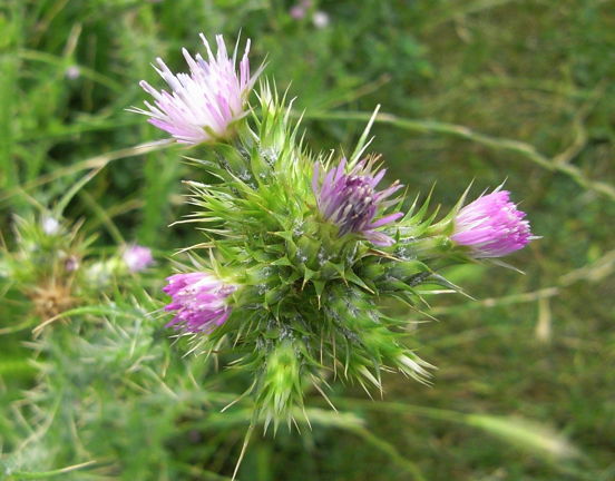 Wild Essex species: welted thistle